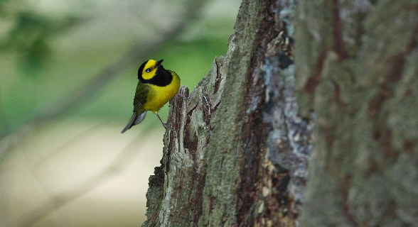 Baltimore Oriole, Yellow Bird Compilation HD