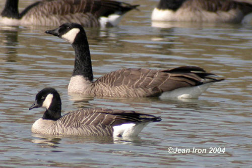 canada goose branta canadensis jeans